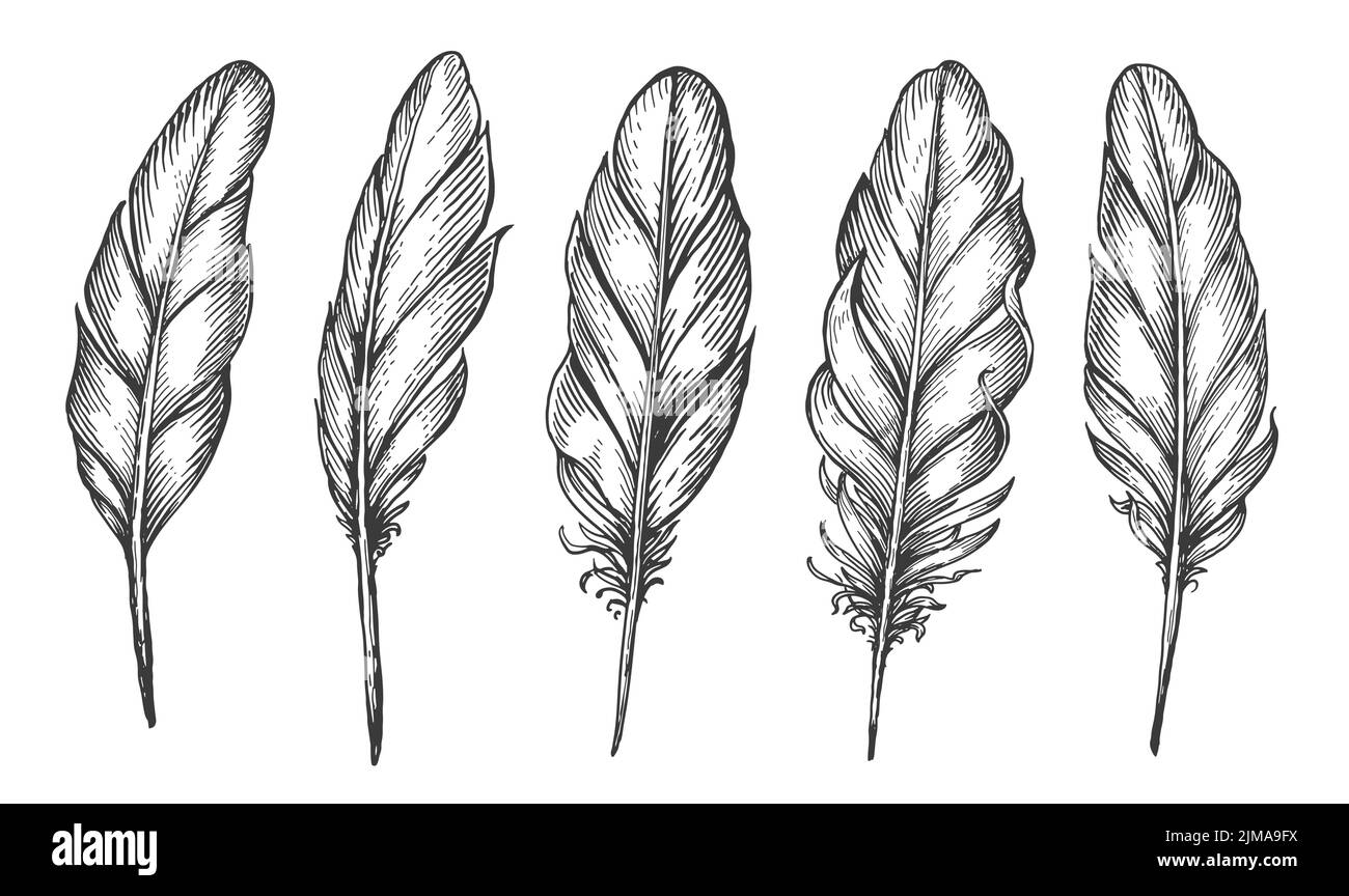 Placez les plumes d'oiseau isolées. Plumage d'oiseaux et quill dessinés à la main. Esquisser l'illustration vectorielle dans un style de gravure vintage Illustration de Vecteur
