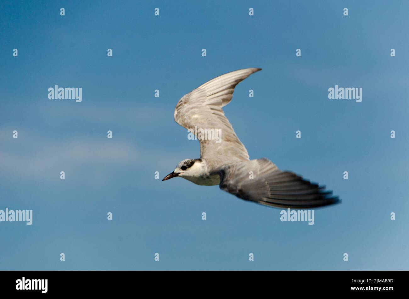 Volant à tête brune Banque D'Images