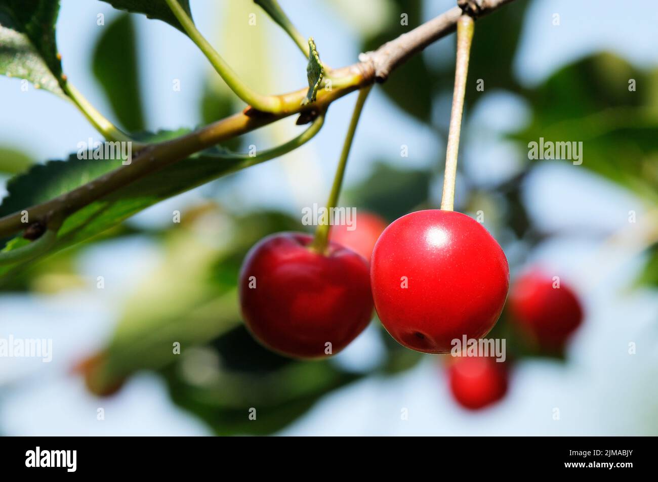 Branche avec cerisier mûr sur fond bleu ciel Banque D'Images