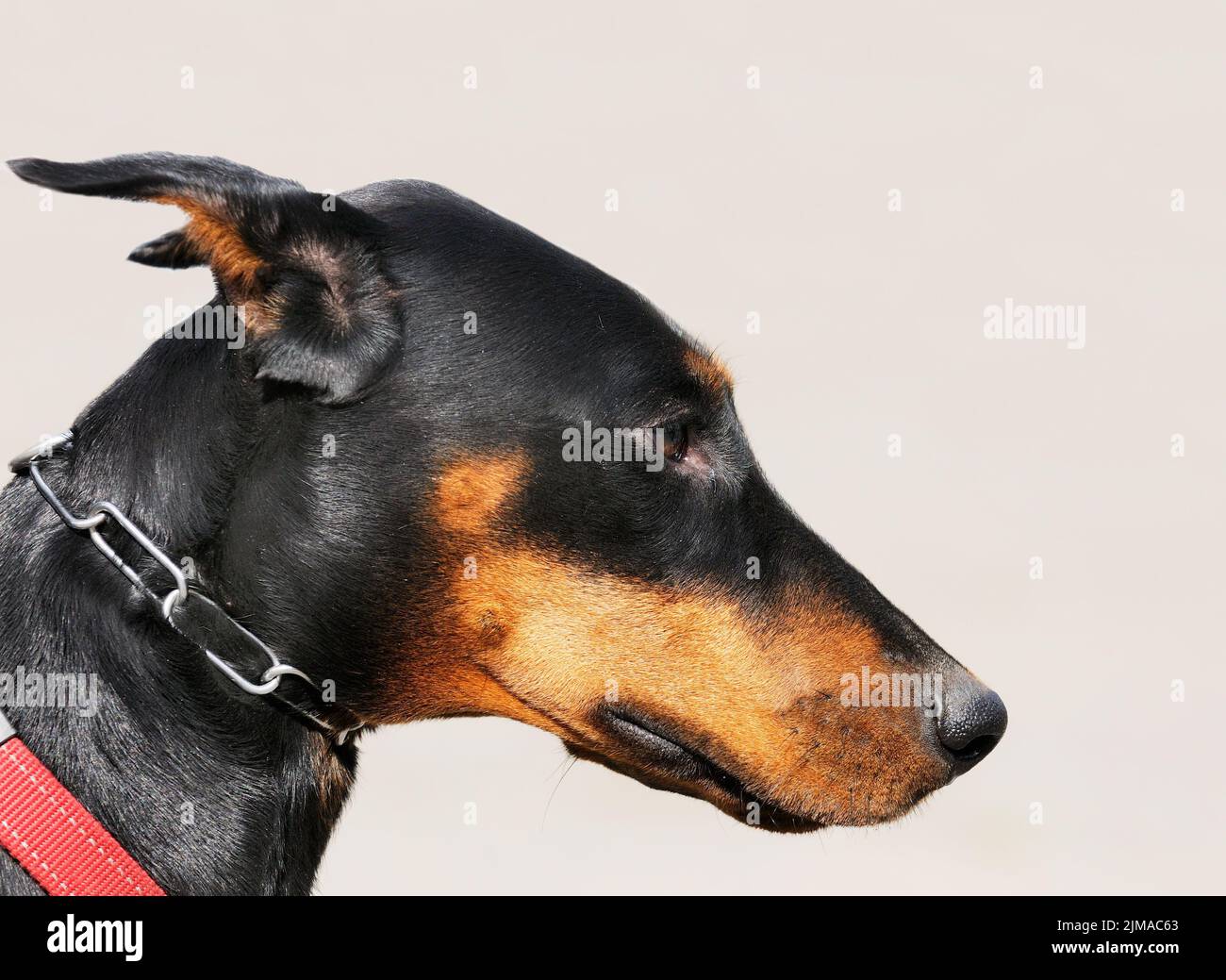Portrait du jeune chien Doberman Pinscher sur fond gris flou Banque D'Images