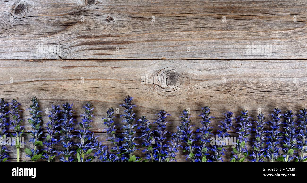 Bordure inférieure de fleurs sauvages de printemps pourpres fraîches sur fond de bois rustique Banque D'Images