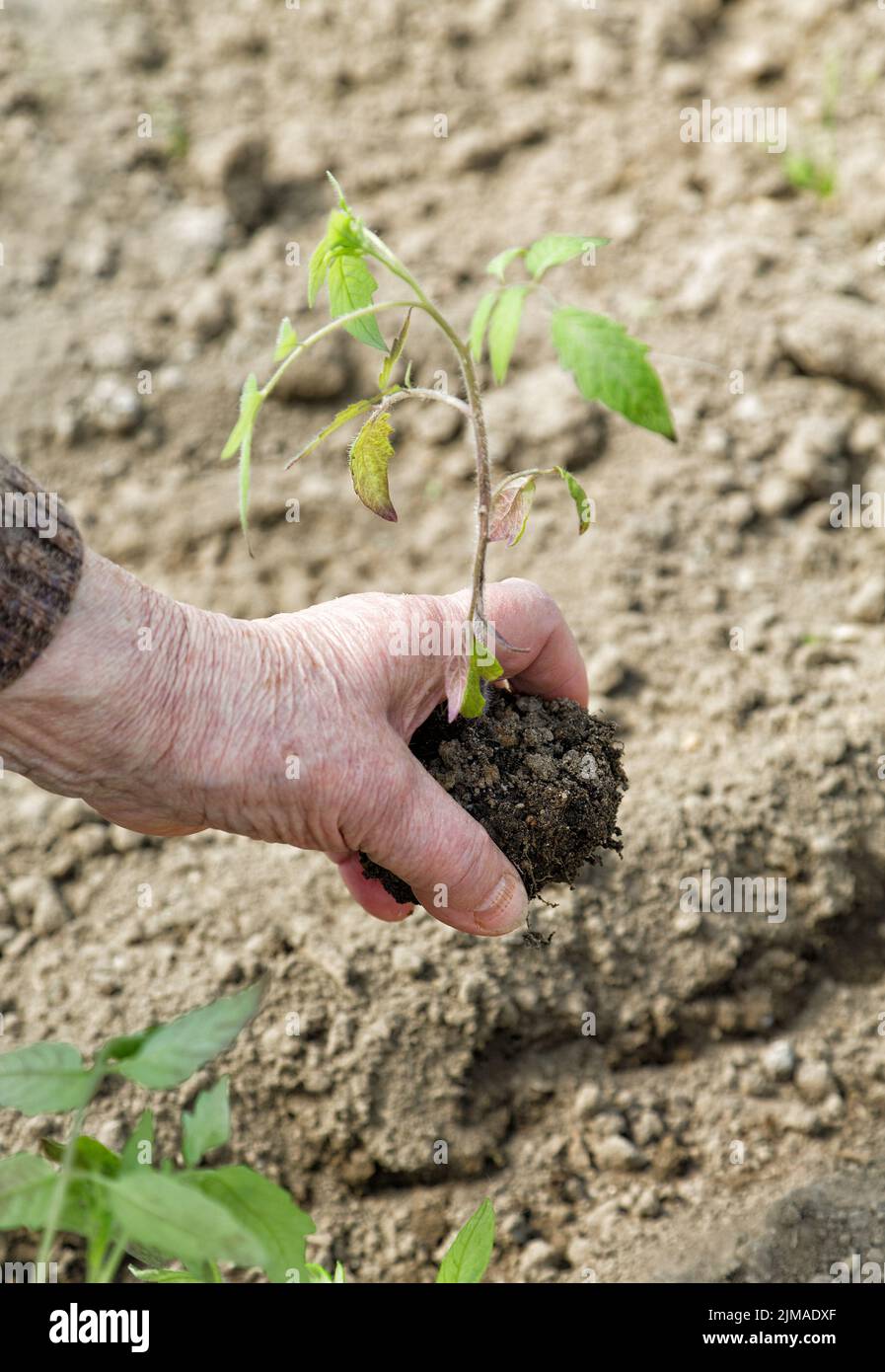 La main d'une vieille femme planter les semis dans le sol Banque D'Images