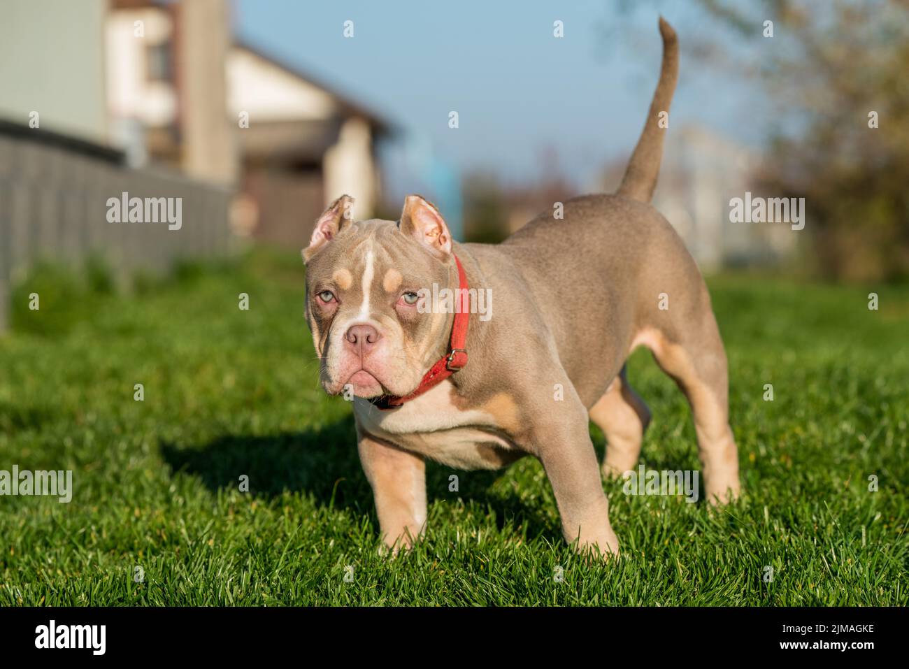 Un chien de poche américain Bully Puppy assis sur l'herbe Banque D'Images