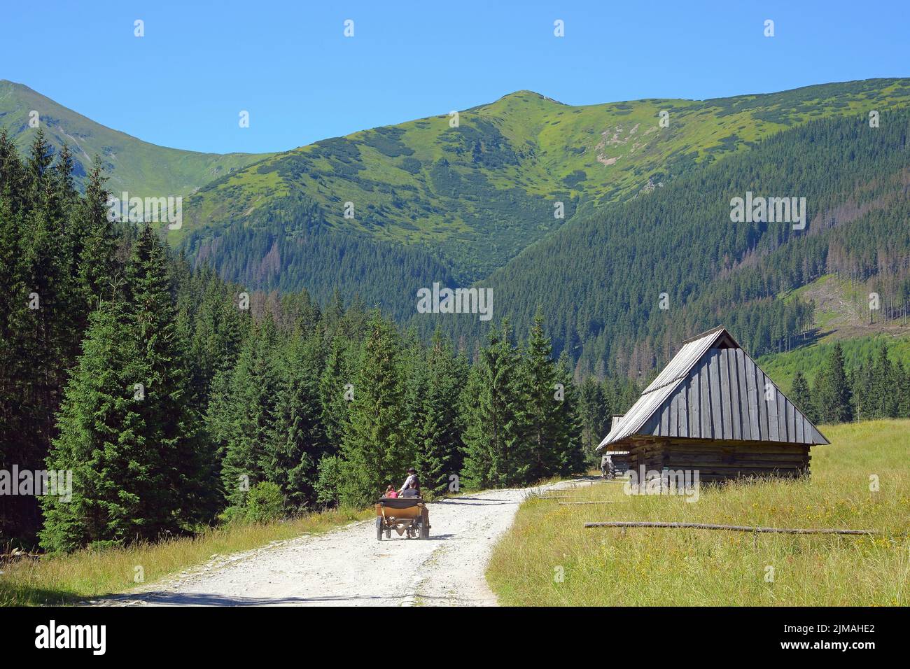 Calèche sur la clairière de Chocholowska, West Tatra, Pologne Banque D'Images