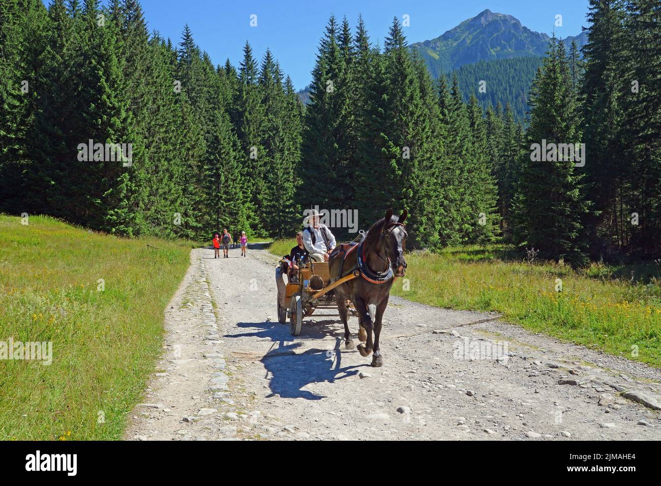 Chariot tiré par des chevaux dans le Chocholowskacearing, West Tatra, Pologne Banque D'Images