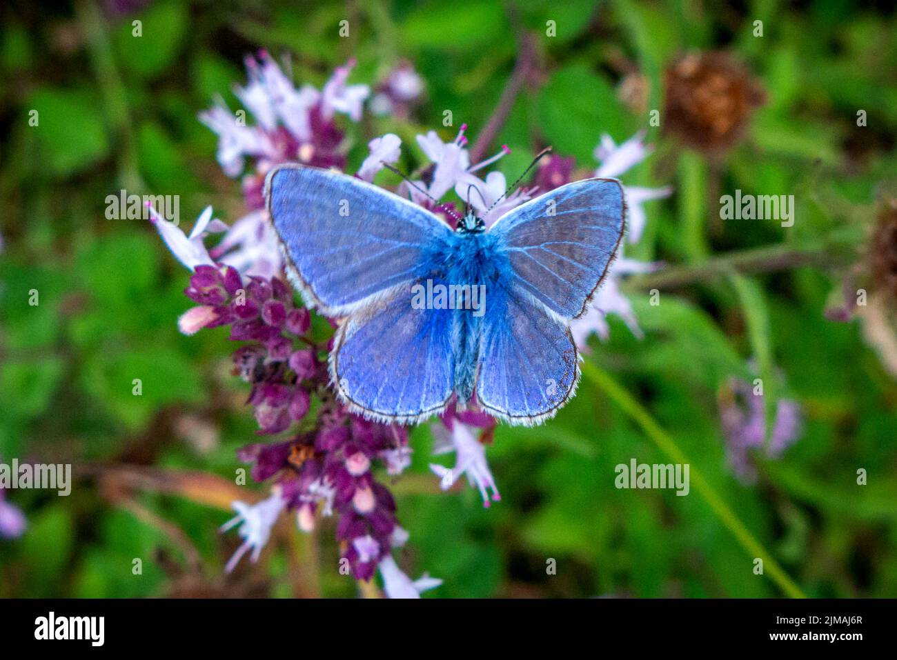 Brighton, 3 août 2022 : papillon bleu commun dans un cimetière de Brighton Banque D'Images