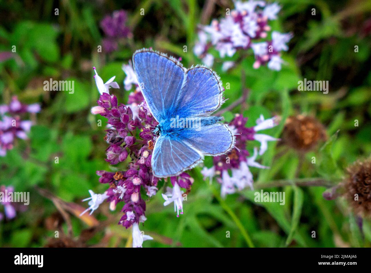 Brighton, 3 août 2022 : papillon bleu commun dans un cimetière de Brighton Banque D'Images
