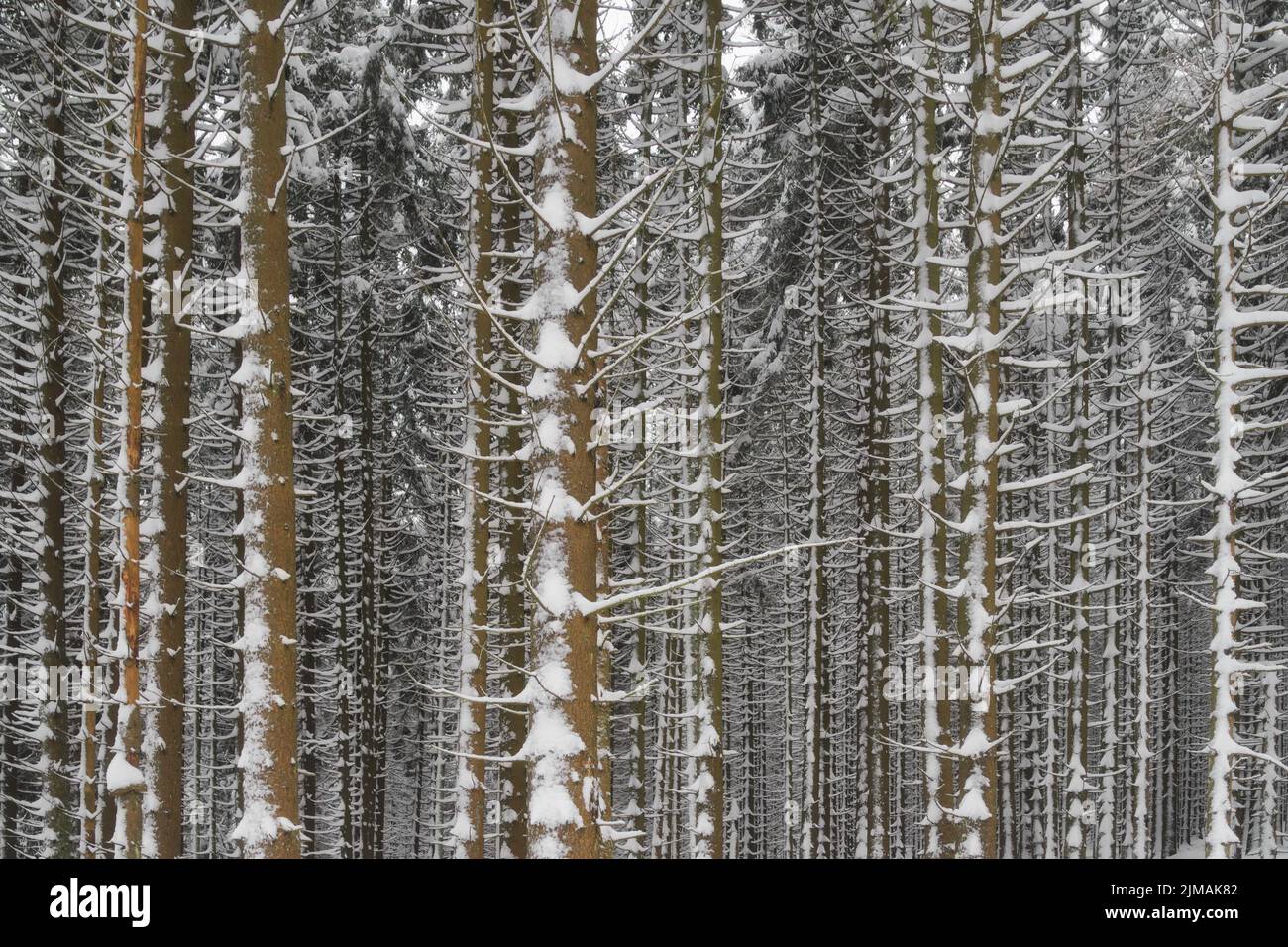 Montagnes Harz - Forêt enneigée sur les pentes du Brocken, Allemagne Banque D'Images