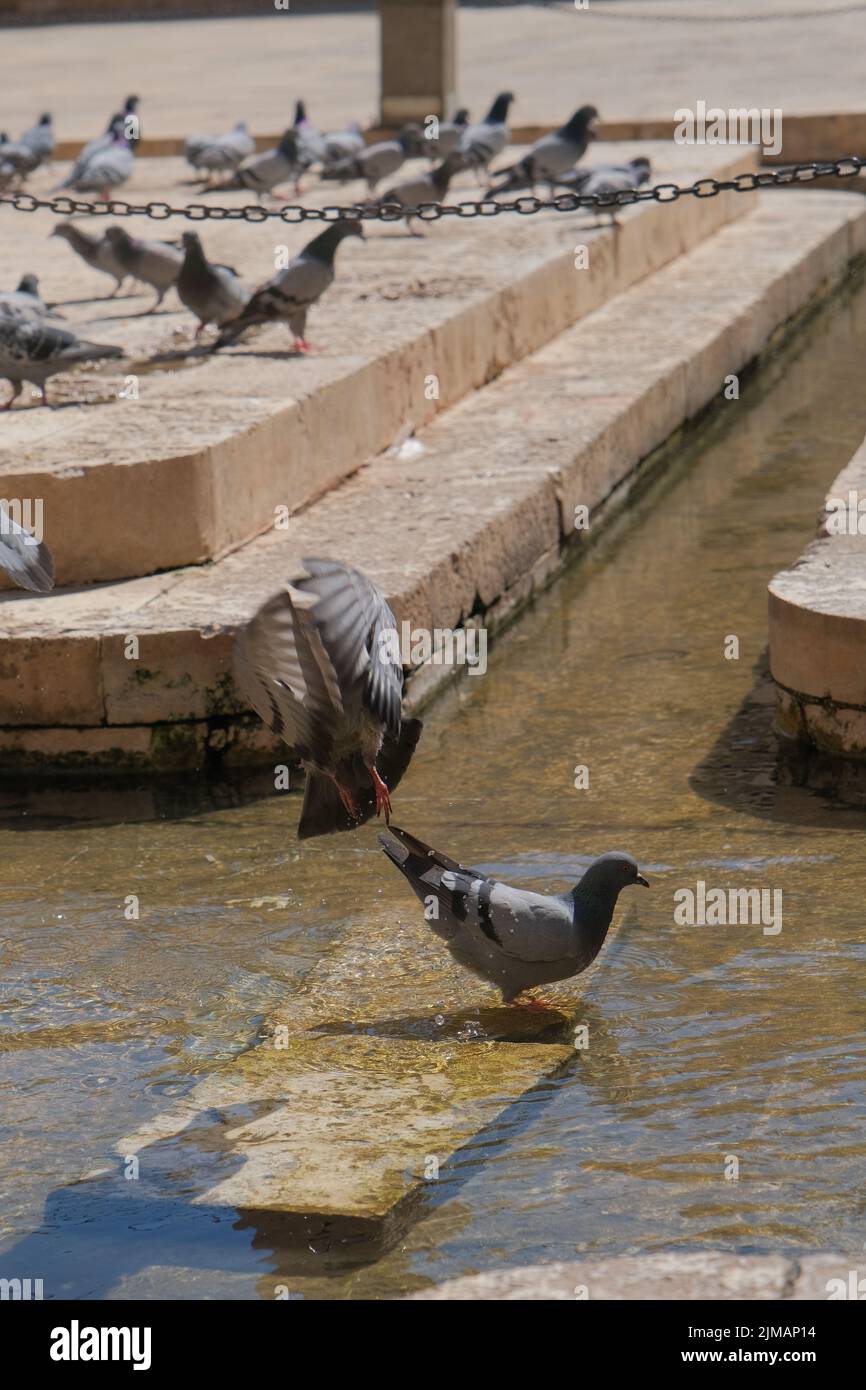 Groupe de pigeons dans le jardin de la mosquée sur l'eau, les pigeons juste avant le vol. Planification sélective. Banque D'Images