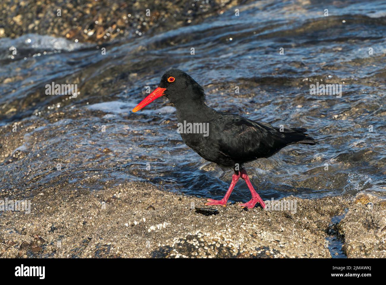 Oystercatcher noir africain, Heamatopus moquini, alimentation adulte unique sur la côte rocheuse, Luderitz, Namibie Banque D'Images