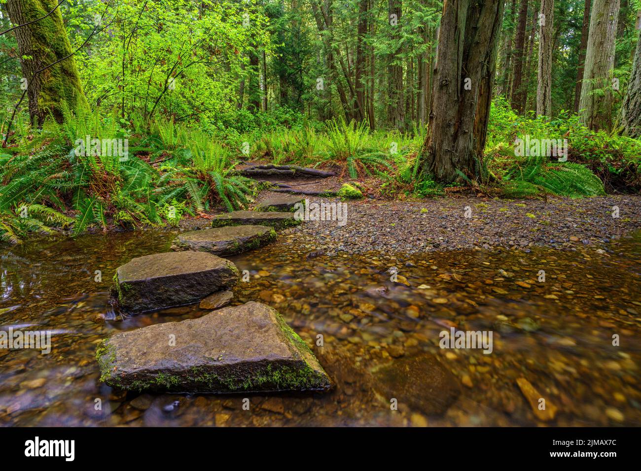 Des pierres traversent un ruisseau dans une forêt verdoyante et luxuriante Banque D'Images