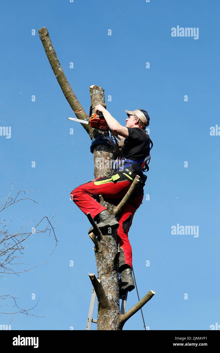 Coupe difficile d'un arbre Banque D'Images