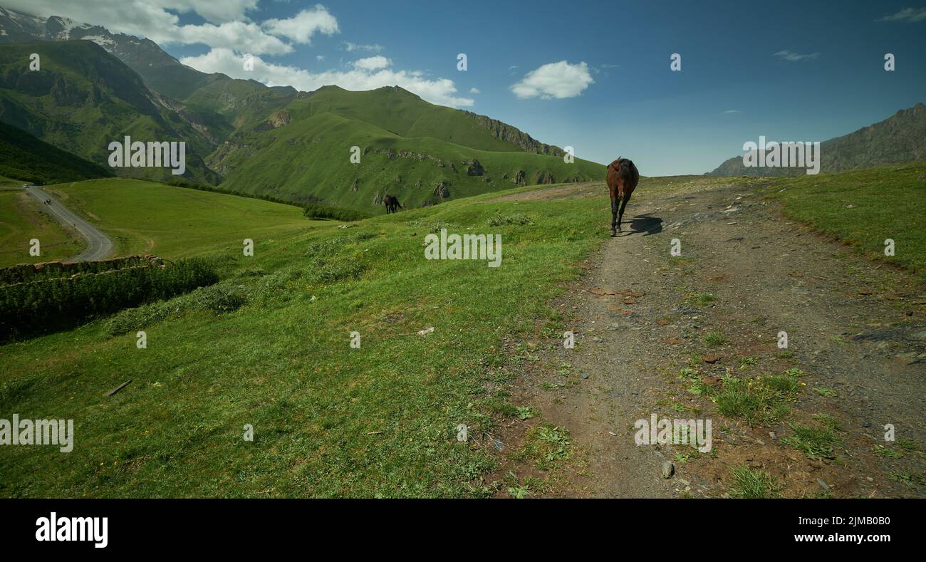 Mont Kazbek ou Mont Kazbegi à Stepantsminda, Géorgie lumière du jour vue d'été avec des chevaux sauvages en premier plan et des nuages dans le ciel en arrière-plan Banque D'Images