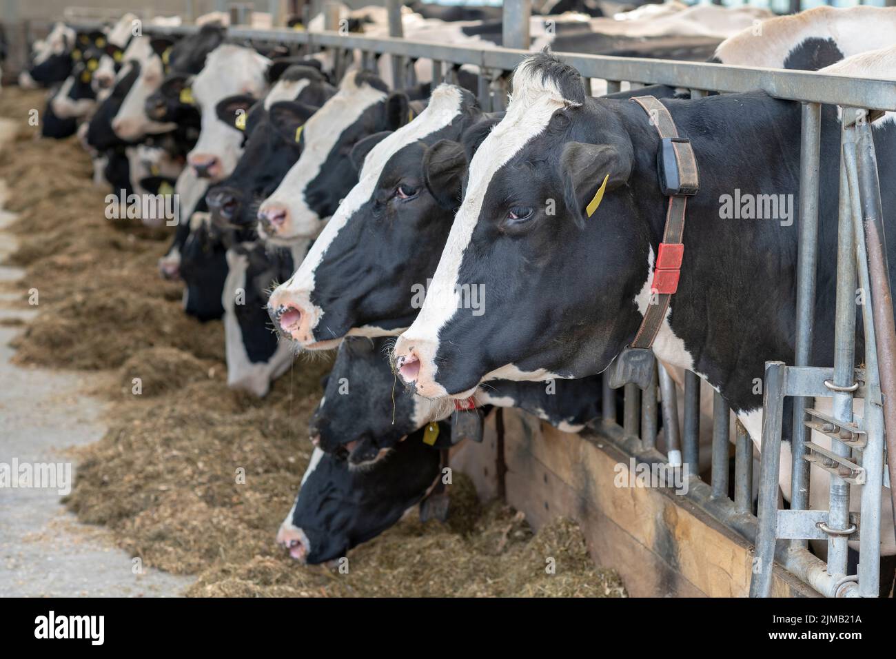Agriculture vaches laitières dans une ferme laitière Banque D'Images