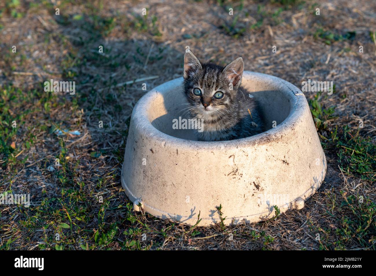Jeune chaton dans une ferme dans un bac d'alimentation Banque D'Images