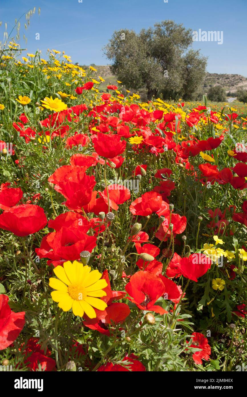 Champ rempli de coquelicots rouges, de pâquerettes jaunes et d'un olivier en arrière-plan lors d'une belle journée de printemps sur l'île de CYP Banque D'Images