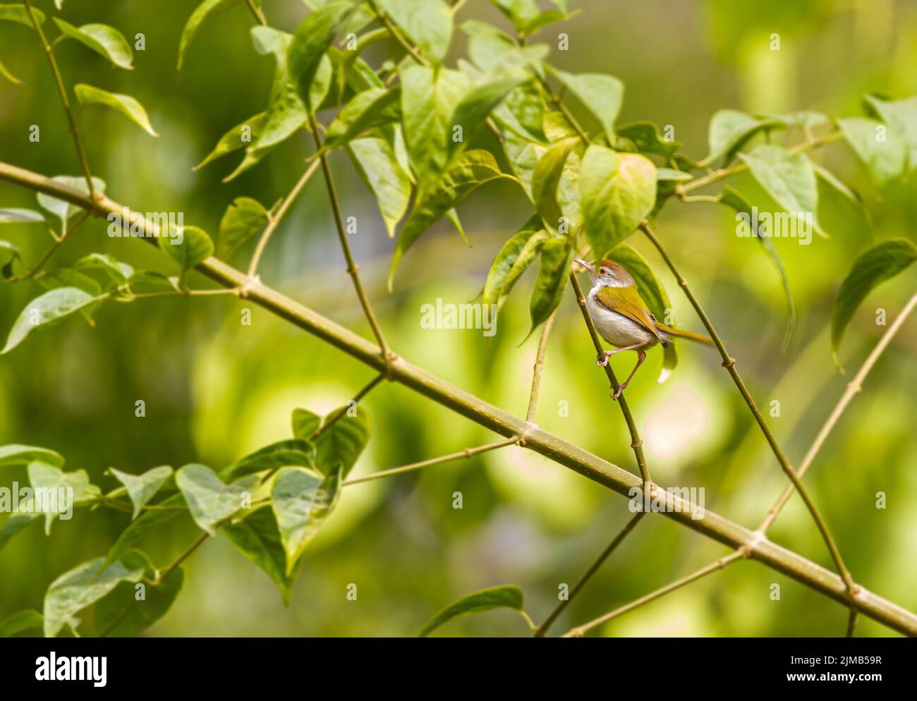 Un oiseau sur mesure dans un habitat naturel sur un arbre Banque D'Images