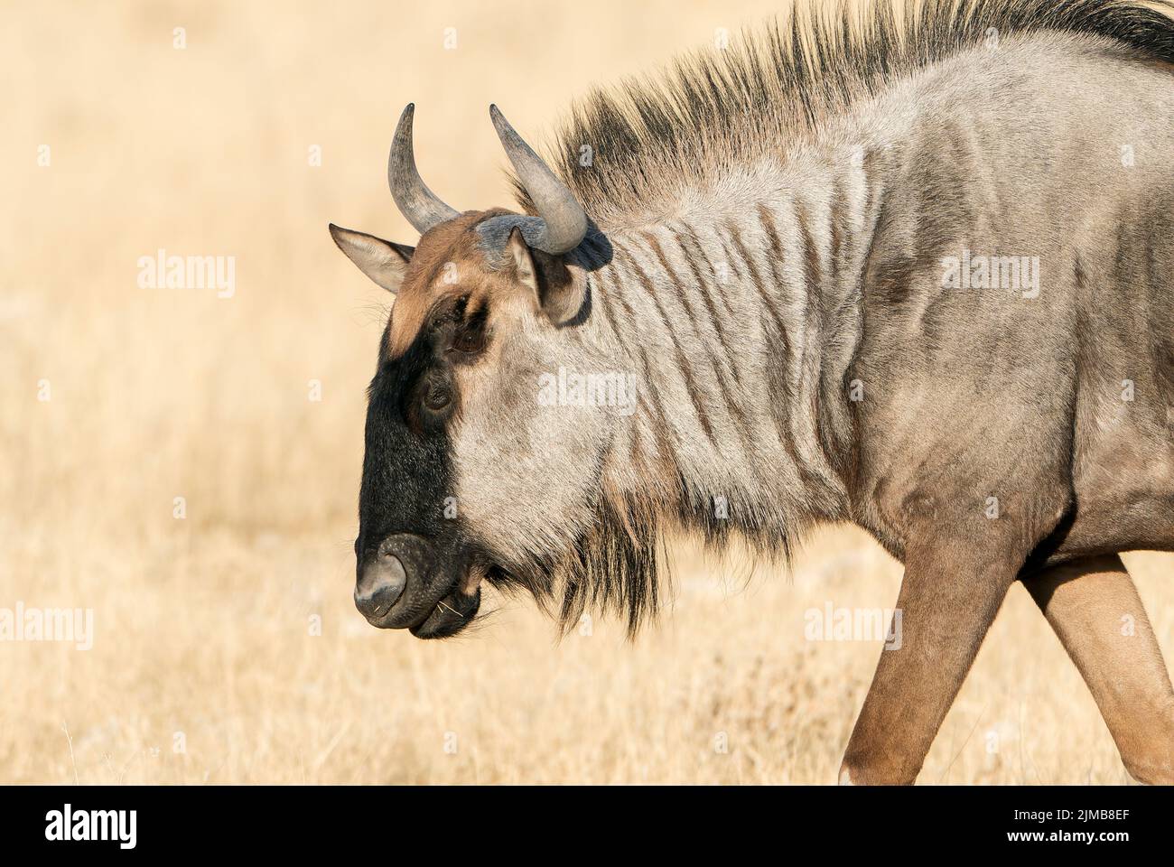 Flétrissure bleue, Connochaetes taurinus, gros plan de la tête de pâturage adulte sur la végétation, Parc national d'Etosha, Namibie Banque D'Images