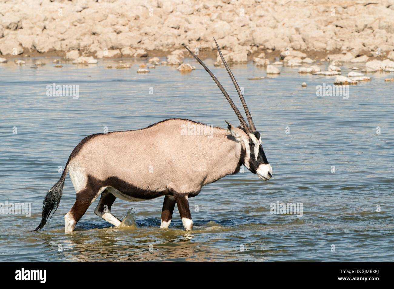 Oryx sud-africain ou antilope gemsbok, Oryx gazella, adulte unique debout dans l'eau, Parc national d'Etosha, Namibie Banque D'Images