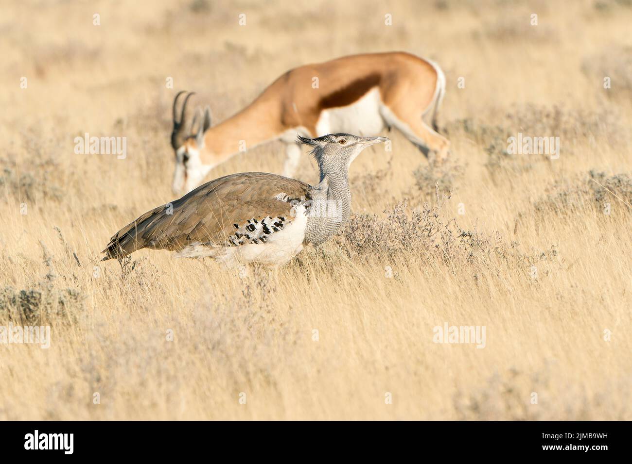 kori bustard, Ardeotis kori, l'oiseau volant le plus lourd du monde, adulte unique marchant dans une végétation courte, Etosha, Parc national, Namibie Banque D'Images
