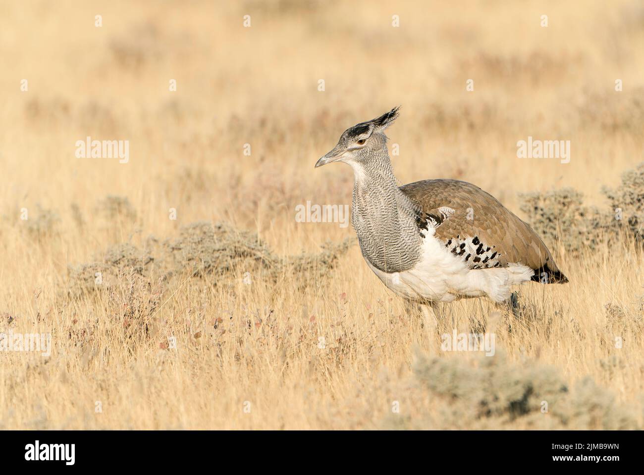kori bustard, Ardeotis kori, l'oiseau volant le plus lourd du monde, adulte unique marchant dans une végétation courte, Etosha, Parc national, Namibie Banque D'Images