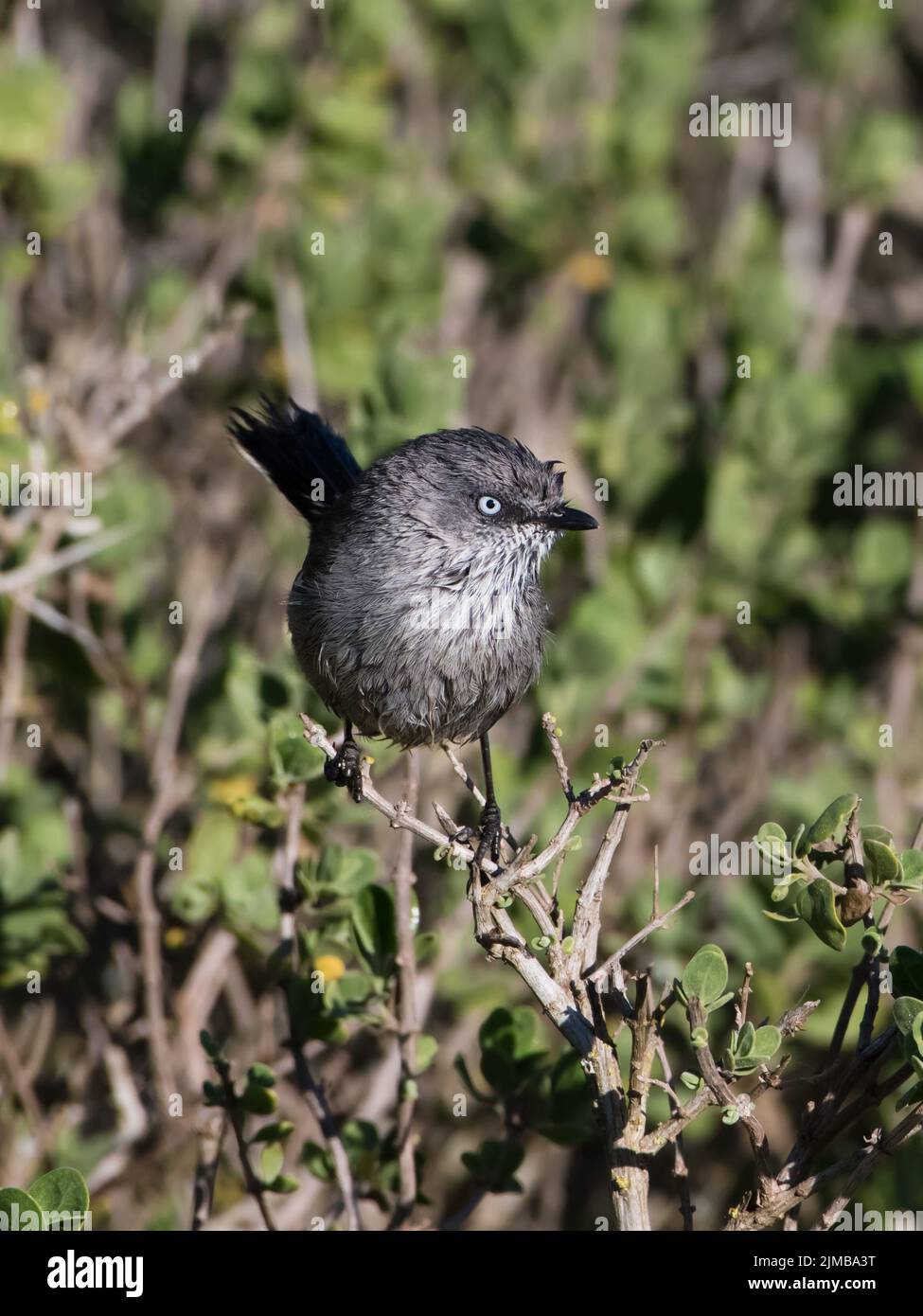 Un gros plan vertical d'une wrentit. Chamaea fasciata. Banque D'Images