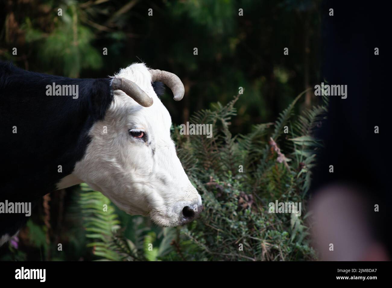 Gros plan d'une vache noire et blanche à la lumière du jour Banque D'Images