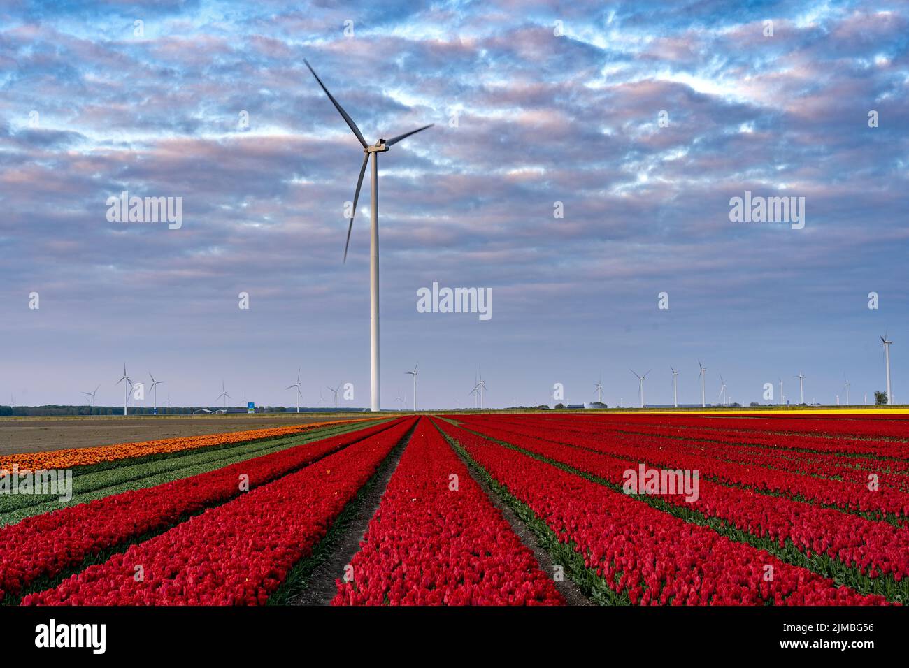Une grande éolienne avec un champ de tulipe rouge au premier plan Banque D'Images