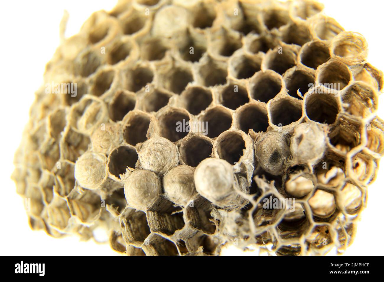 Magnifique photo macro en nid d'abeille avec fond blanc Banque D'Images
