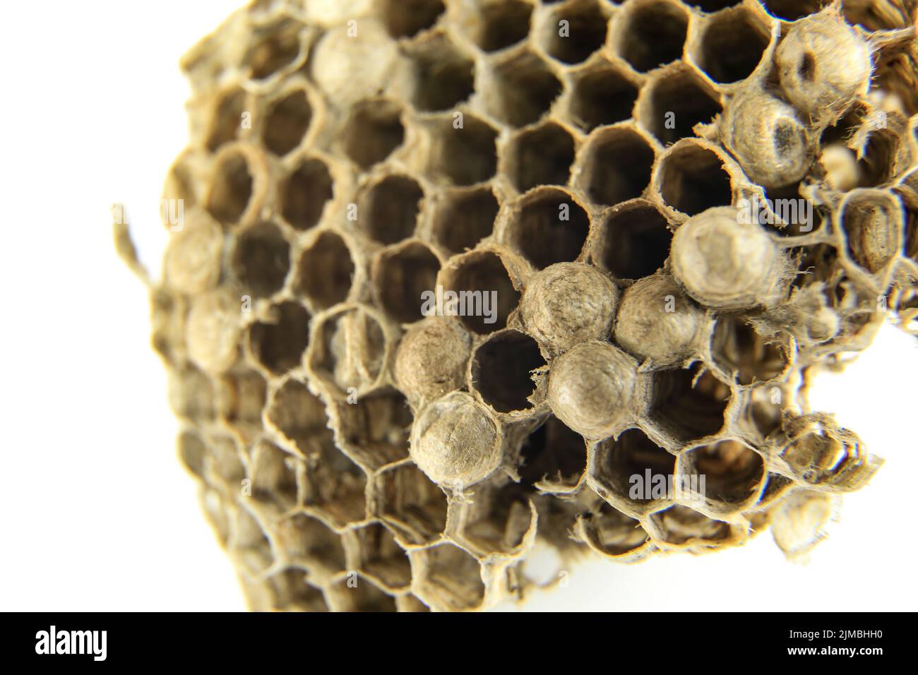 Magnifique photo macro en nid d'abeille avec fond blanc Banque D'Images