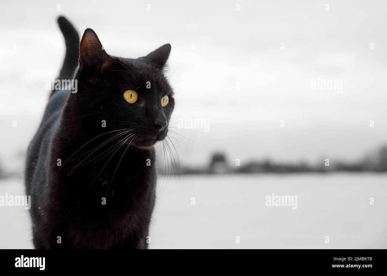 Portrait de chat noir sur fond de neige en paysage d'hiver Banque D'Images