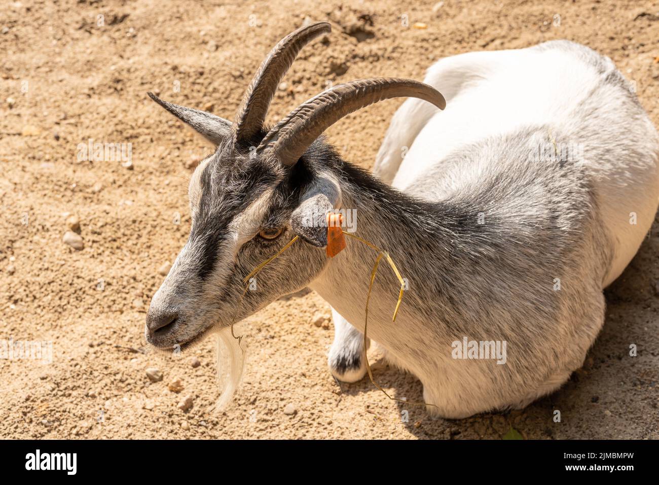 Un gros plan d'une chèvre avec une étiquette d'oreille jaune, assis sur un terrain sec dans le nouveau zoo lors d'une chaude journée d'été. Banque D'Images