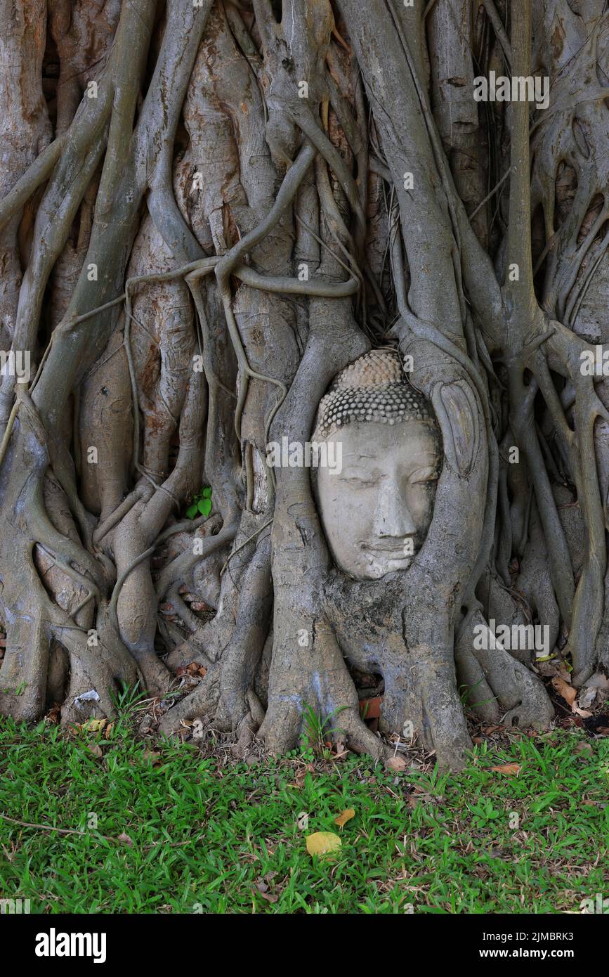 Parc historique d'Ayutthaya, la tête d'une statue de Bouddha en grès nichée dans les racines de l'arbre au temple Wat Mahathe. Banque D'Images