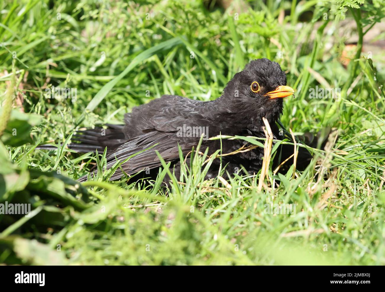 Un mâle Blackbird a trouvé un timbre ensoleillé à prendre dans les rayons Banque D'Images
