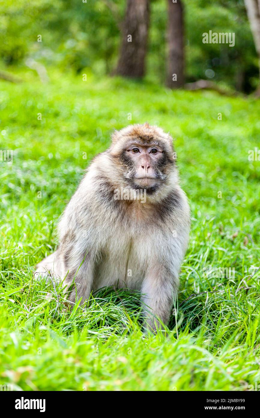 Singe macaque de Barbarie (macaque de Barbarie) à Trentham Monkey Forest, Stoke-on-Trent, Staffordshire, Royaume-Uni Banque D'Images