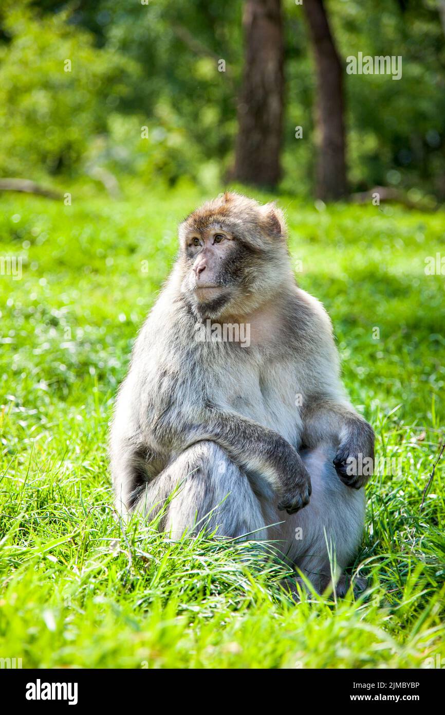 Singe macaque de Barbarie (macaque de Barbarie) à Trentham Monkey Forest, Stoke-on-Trent, Staffordshire, Royaume-Uni Banque D'Images