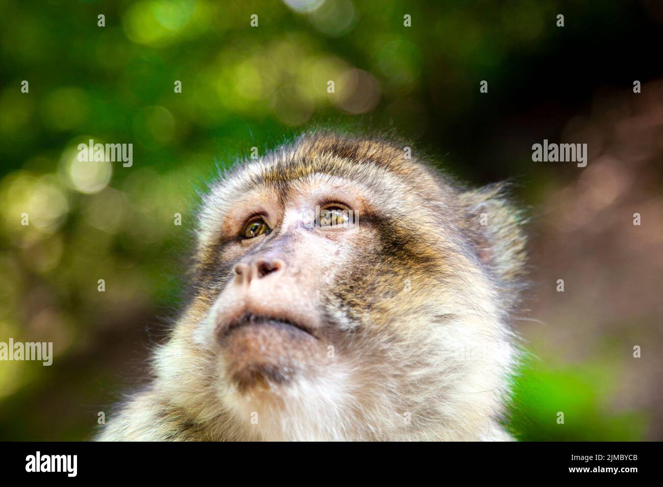 Gros plan d'un singe macaque barbaire (macaque barbaire) à Trentham Monkey Forest, Stoke-on-Trent, Staffordshire, Royaume-Uni Banque D'Images