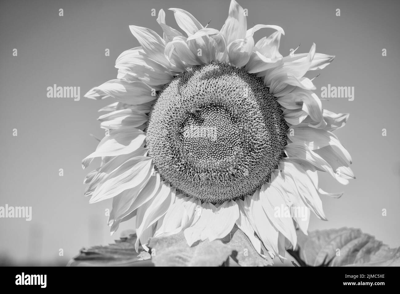 Magnifique tournesol jaune avec insectes gros plan, agriculture et pollinisation Banque D'Images