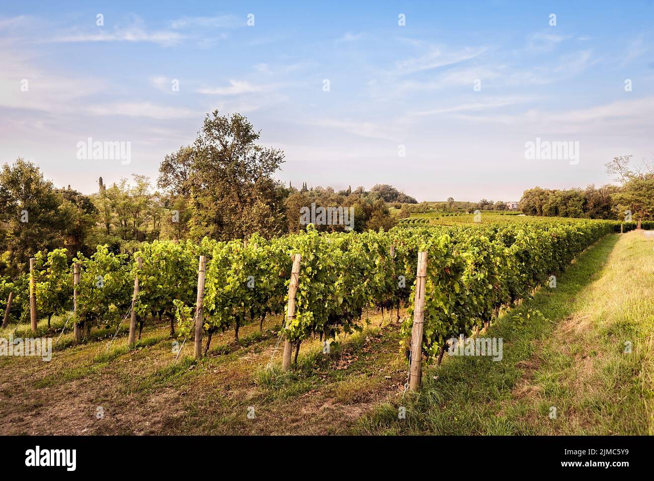 Paysage de campagne avec vignes. Banque D'Images