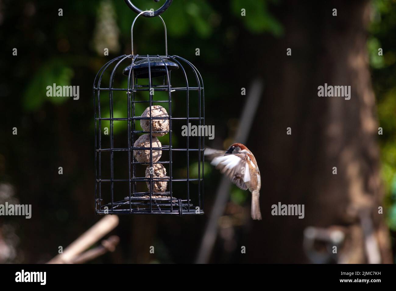 Les oiseaux volants mangeant des ballons de fatball ou de la nourriture pour oiseaux dans un jardin sauvage surcultivé. Les moineaux rivalisent pour la nourriture Banque D'Images