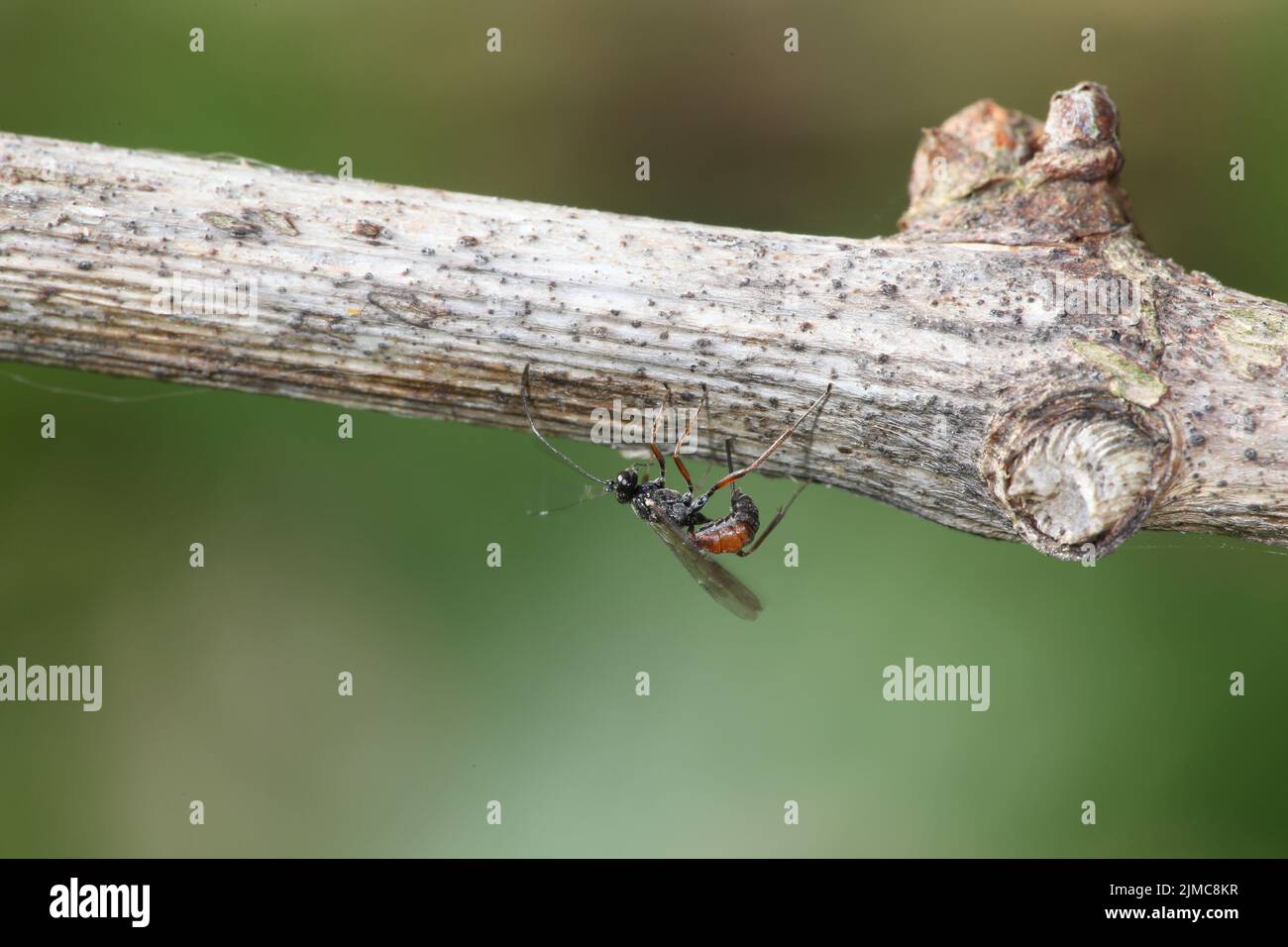 Oviposition de la mouche de l'ichneumon Banque D'Images