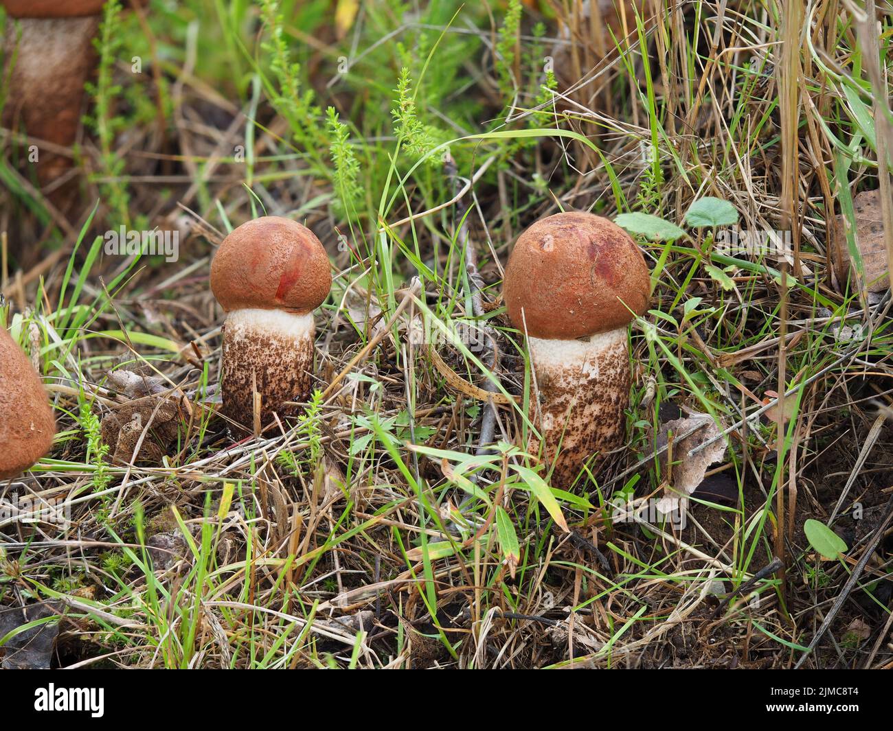 Bolete de Foxy, Leccinum vulpinum Banque D'Images