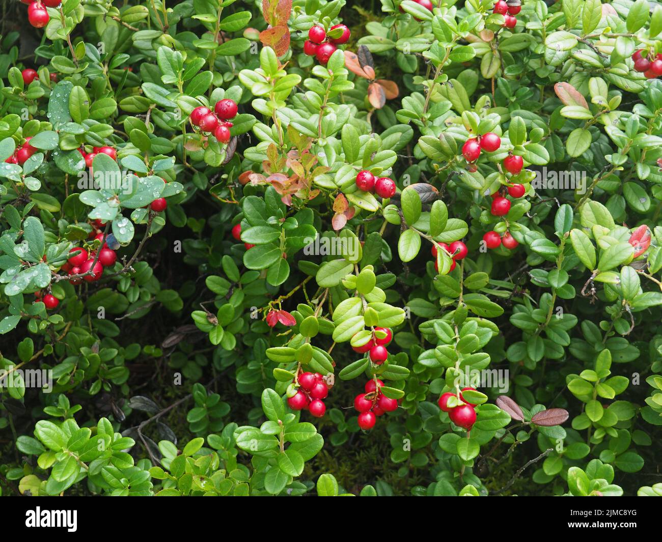 Suédois Dogwood (Cornus suecica), Norvège, Scandinavie Banque D'Images