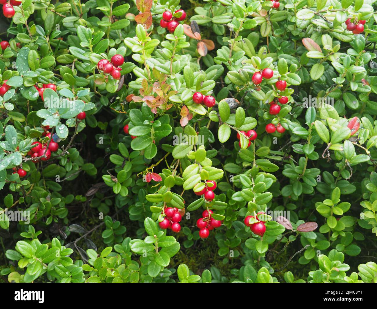 Suédois Dogwood (Cornus suecica), Norvège, Scandinavie Banque D'Images