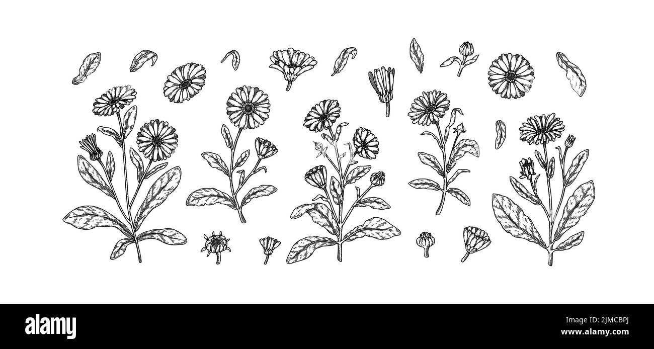 Ensemble de fleurs de calendula dessinées à la main. Illustration vectorielle dans le stile d'esquisse. Éléments de conception botanique réalistes et détaillés Illustration de Vecteur