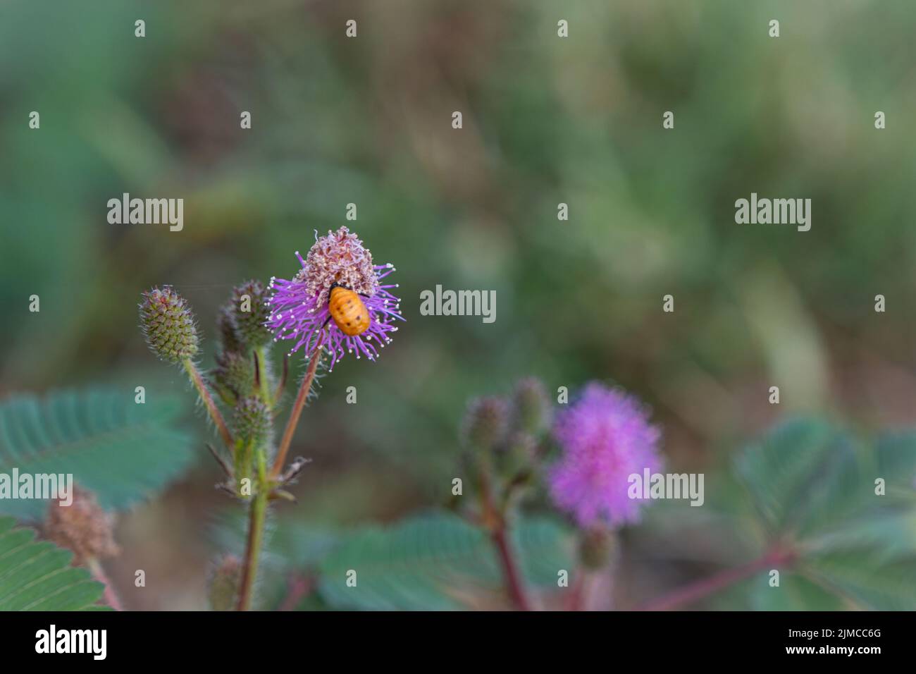 Libre à fleur, plante Sensitive Mimosa pudica avec petite abeille sur l'arrière-plan flou Banque D'Images