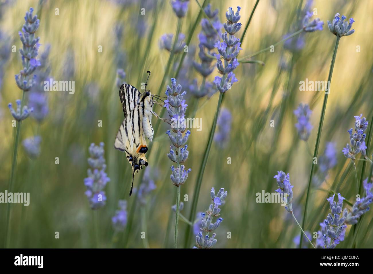 papillon à queue d'allowtail sur une lavande en fleur Banque D'Images