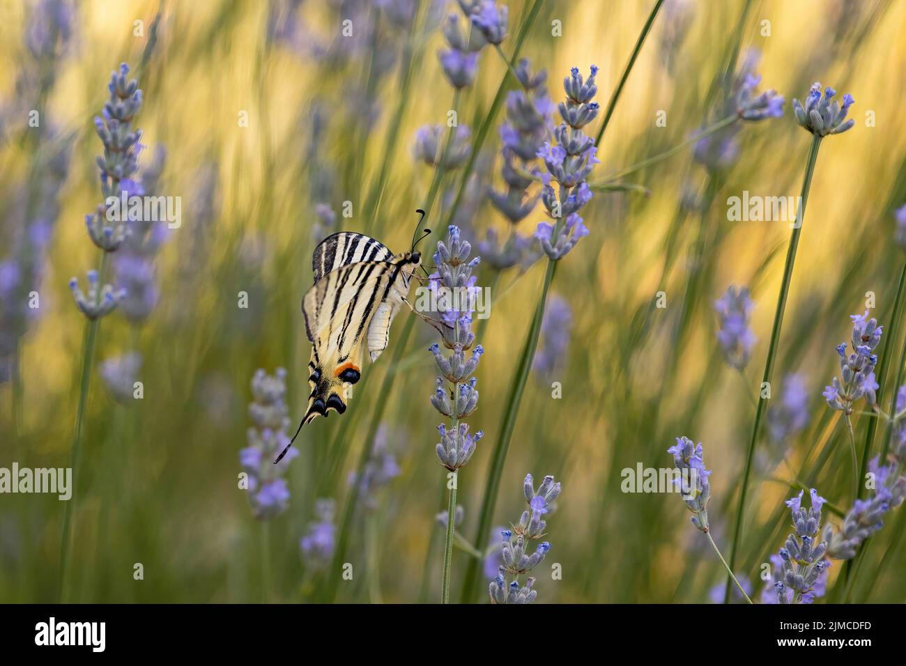 papillon à queue d'allowtail sur une lavande en fleur Banque D'Images