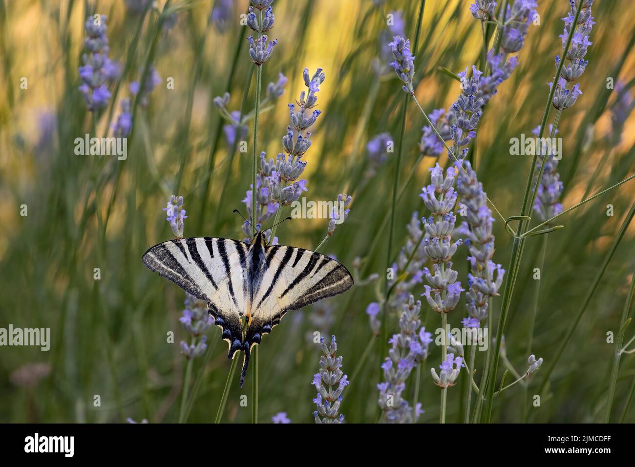 papillon à queue d'allowtail sur une lavande en fleur Banque D'Images