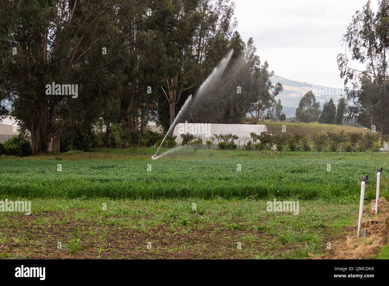 scène rurale avec une plantation et des arroseurs d'eau, l'agriculture et les soins de la nature, le paysage sans personnes, l'environnement Banque D'Images